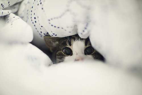 喵了个咪的可爱猫咪图片大全