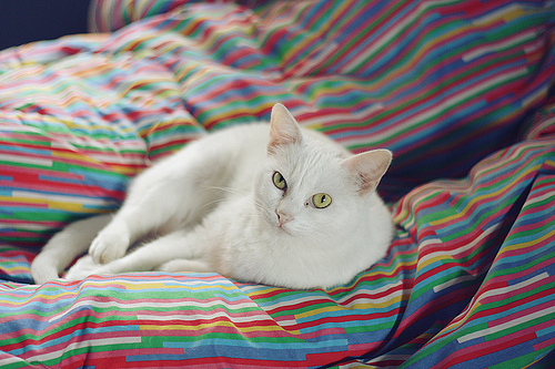 喵了个咪的可爱猫咪图片大全