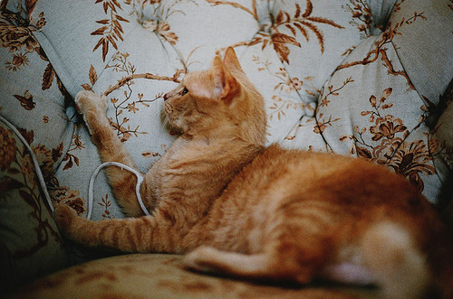 喵了个咪的可爱猫咪图片大全