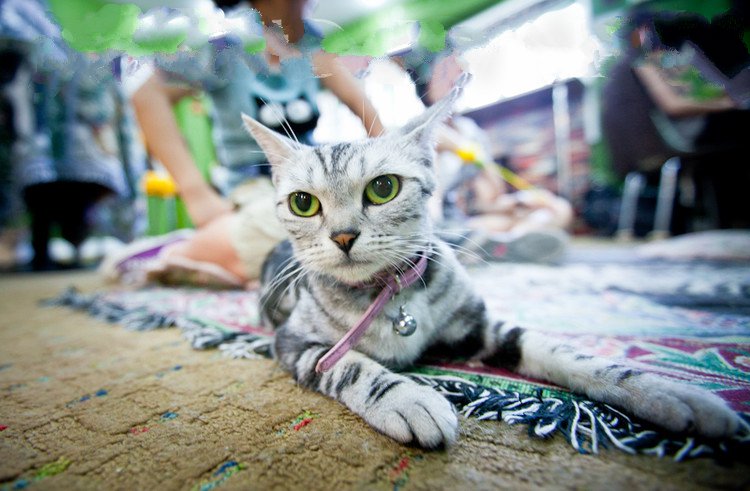 可爱萌宠帅气猫咪图片大全