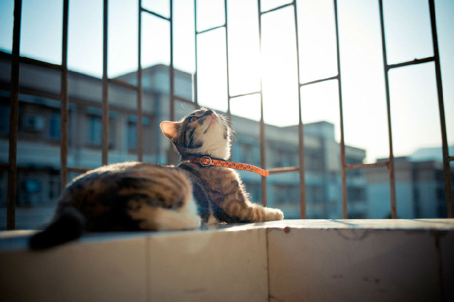 早安阳光懒洋洋的猫咪图片