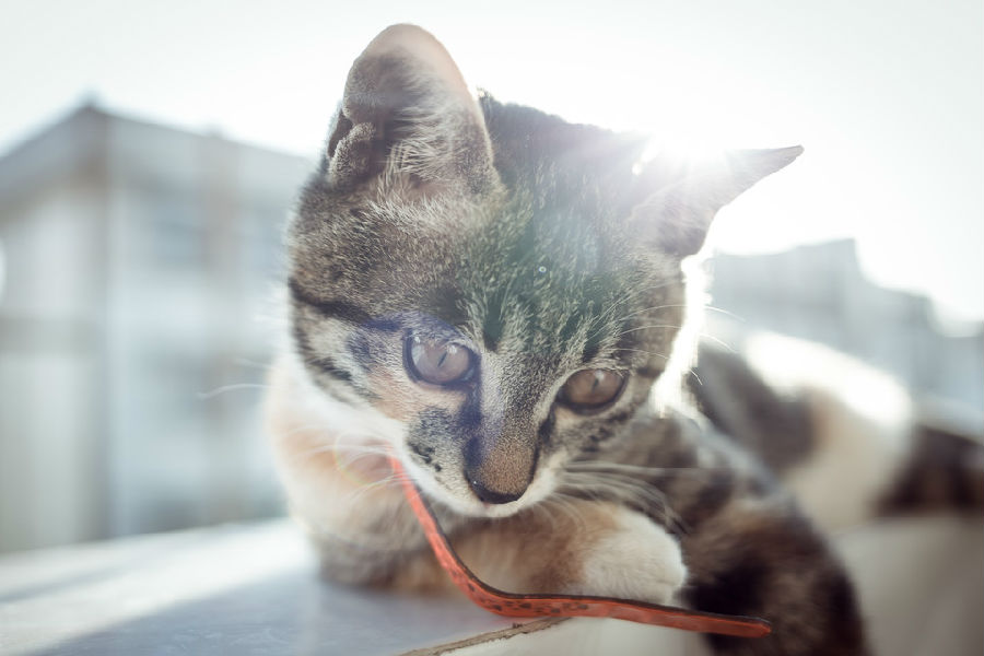 早安阳光懒洋洋的猫咪图片