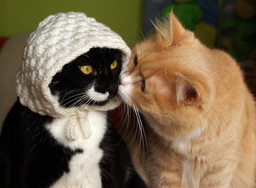 可爱搞笑猫咪和狗狗图片