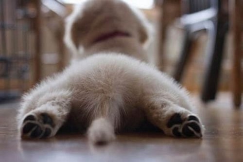 可爱搞笑猫咪和狗狗图片  
