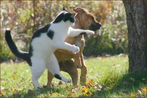 可爱搞笑猫咪和狗狗图片  