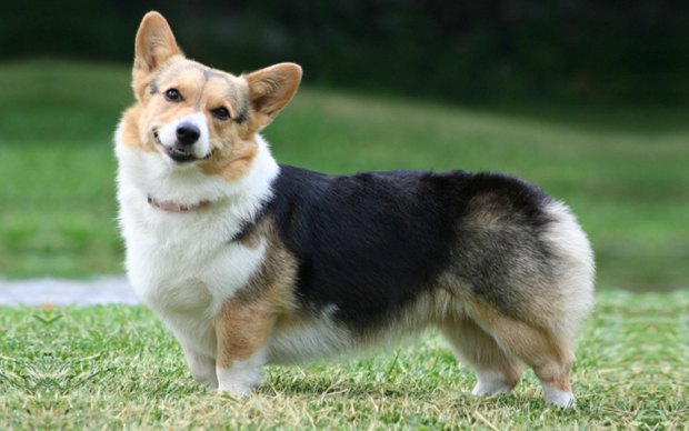 可爱狗狗柯基犬图片