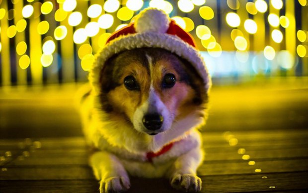 可爱狗狗柯基犬图片
