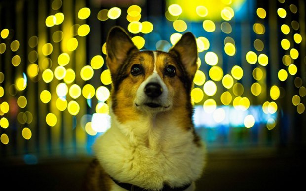 可爱狗狗柯基犬图片