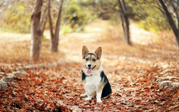 可爱狗狗柯基犬图片