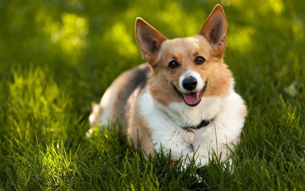 可爱狗狗柯基犬图片