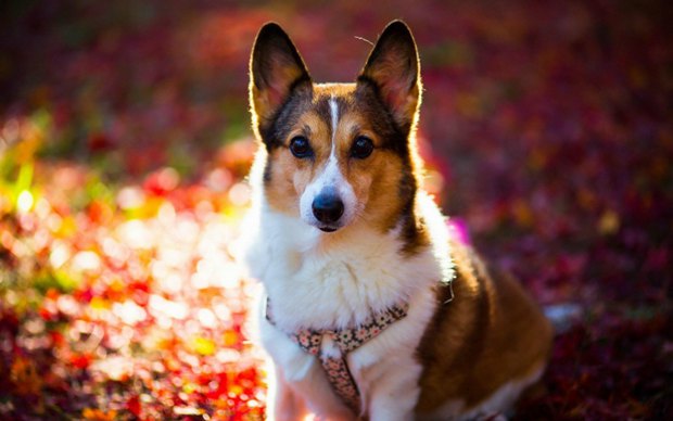 可爱狗狗柯基犬图片