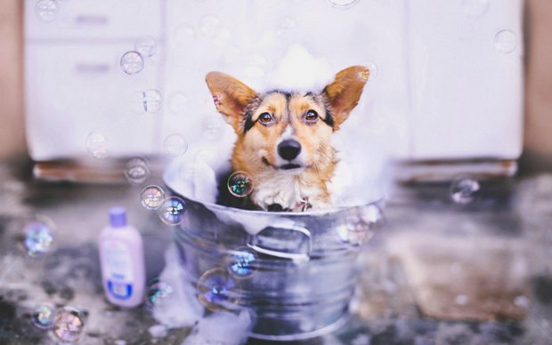 可爱狗狗柯基犬图片