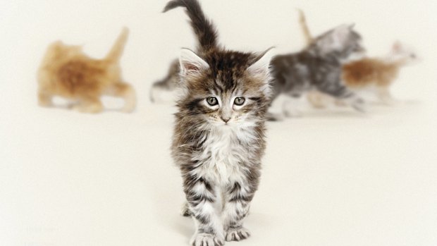 可爱萌货喵星人图片