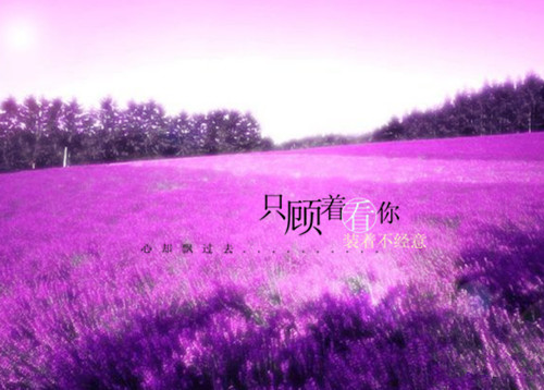 薰衣草花海唯美风景图片