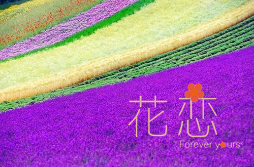 薰衣草花海唯美风景图片