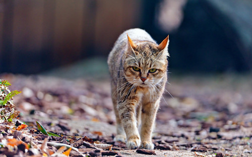 萌货猫咪可爱美图大全