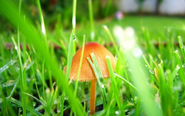 绿色植物新鲜自然图片