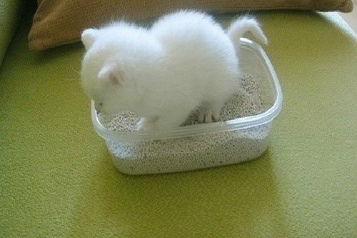 可爱萌宠小猫小狗图片
