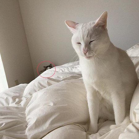 可爱萌宠小猫小狗图片