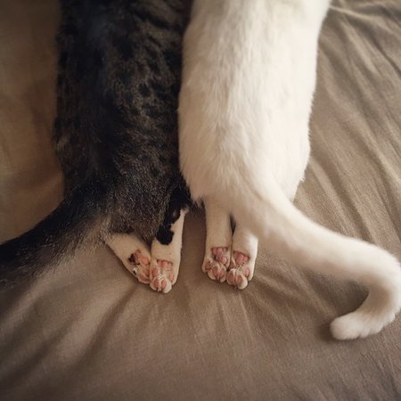 可爱萌宠小猫小狗图片