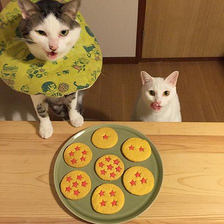 可爱萌宠小猫小狗图片