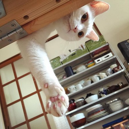 可爱萌宠小猫小狗图片