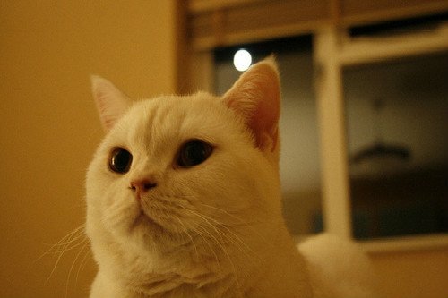 可爱萌宠小猫小狗图片