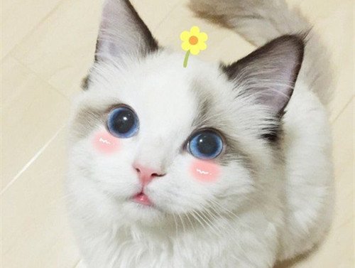 呆萌小猫咪可爱美图