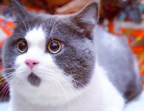 呆萌小猫咪可爱美图