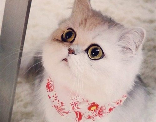 呆萌小猫咪可爱美图