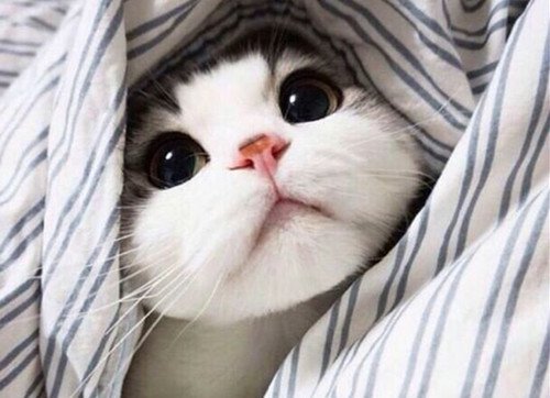 呆萌小猫咪可爱美图
