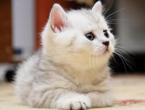 呆萌小猫咪可爱美图