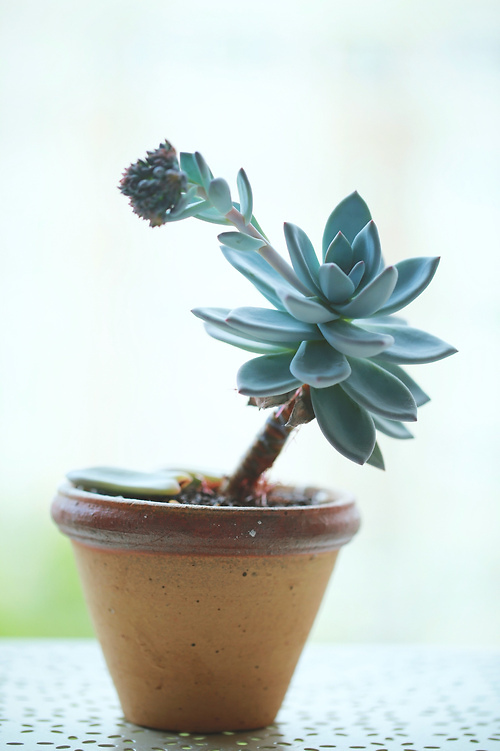 多肉植物手机壁纸背景图片