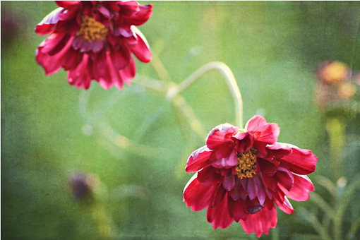 清新意境植物花卉图片