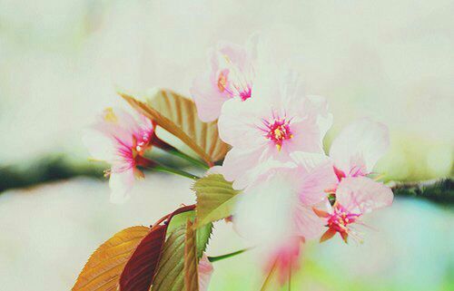 浪漫唯美樱花图片大全