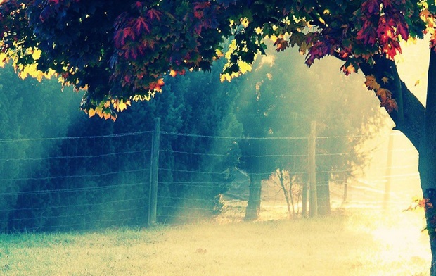 最美秋天红叶意境风景图片