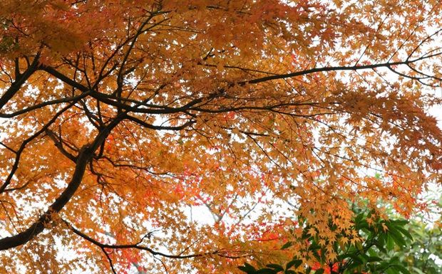 最美秋天红叶意境风景图片