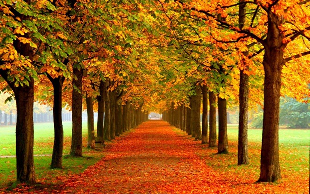 秋天图片唯美可爱秋天风景图片