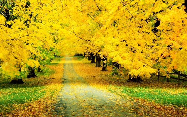 秋天图片唯美可爱秋天风景图片