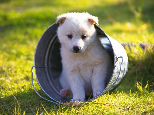 萌物超可爱的狗狗图片