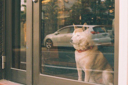 萌物超可爱的狗狗图片