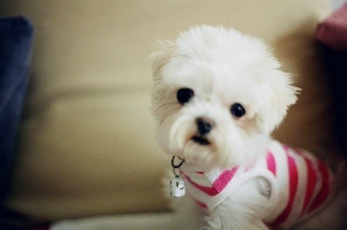 萌物超可爱的狗狗图片