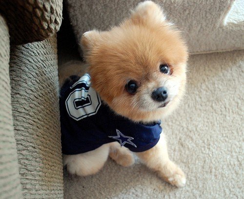 萌物超可爱的狗狗图片