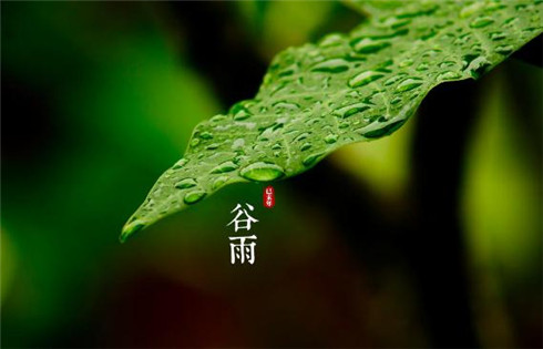 微信朋友圈穀雨祝福圖片