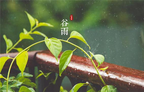 微信朋友圈穀雨祝福圖片