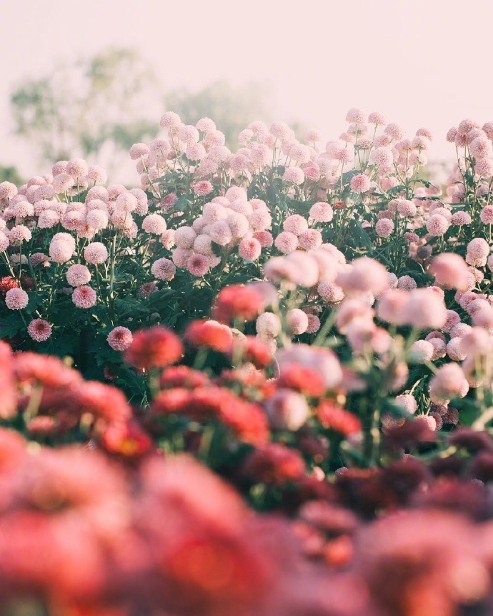 好看的野花繁花图片唯美
