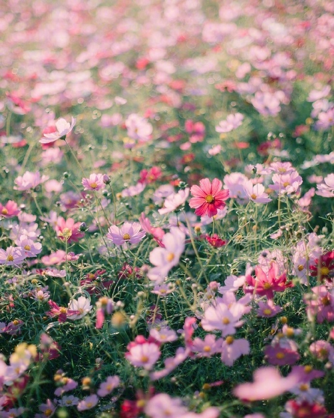 好看的野花繁花图片唯美