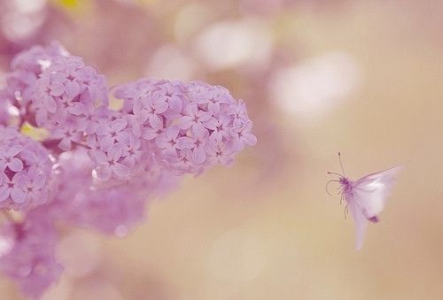 非主流LOMO小清新花儿图片