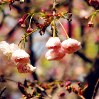 小清新花头像唯美