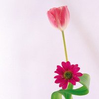 微信小清新花草头像